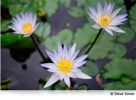 Photo of purple tinted flowers and lily pads on water taken with the AF-S NIKKOR 28mm f/1.8G lens.