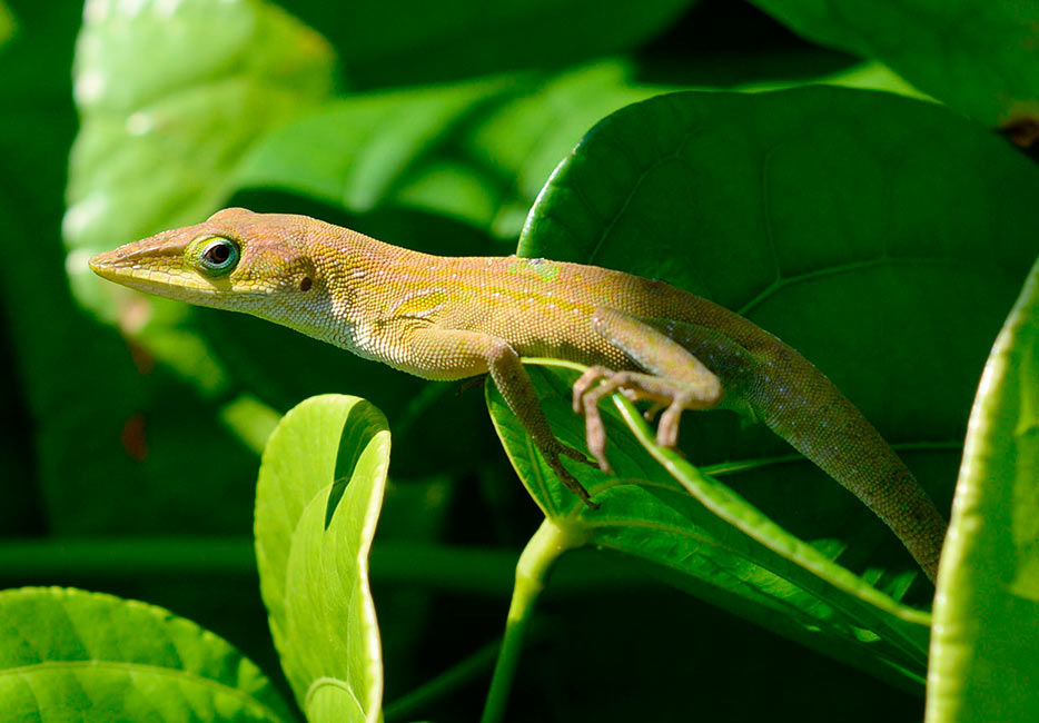 Photo of a lizard on a leaf in a garden shot with the AF-S DX Micro NIKKOR 40mm f/2.8G lens