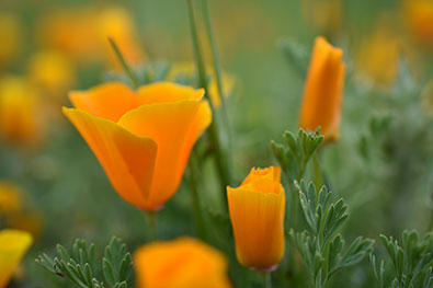 Learn while shooting with the D3400's Guide mode D3400 photo of orange poppies